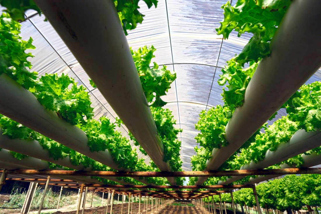 51650536 - planting hydroponics