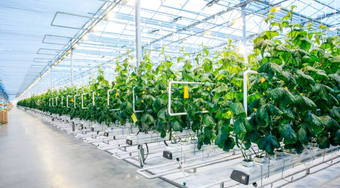 Hydroponics Indoor Farms Fields Line