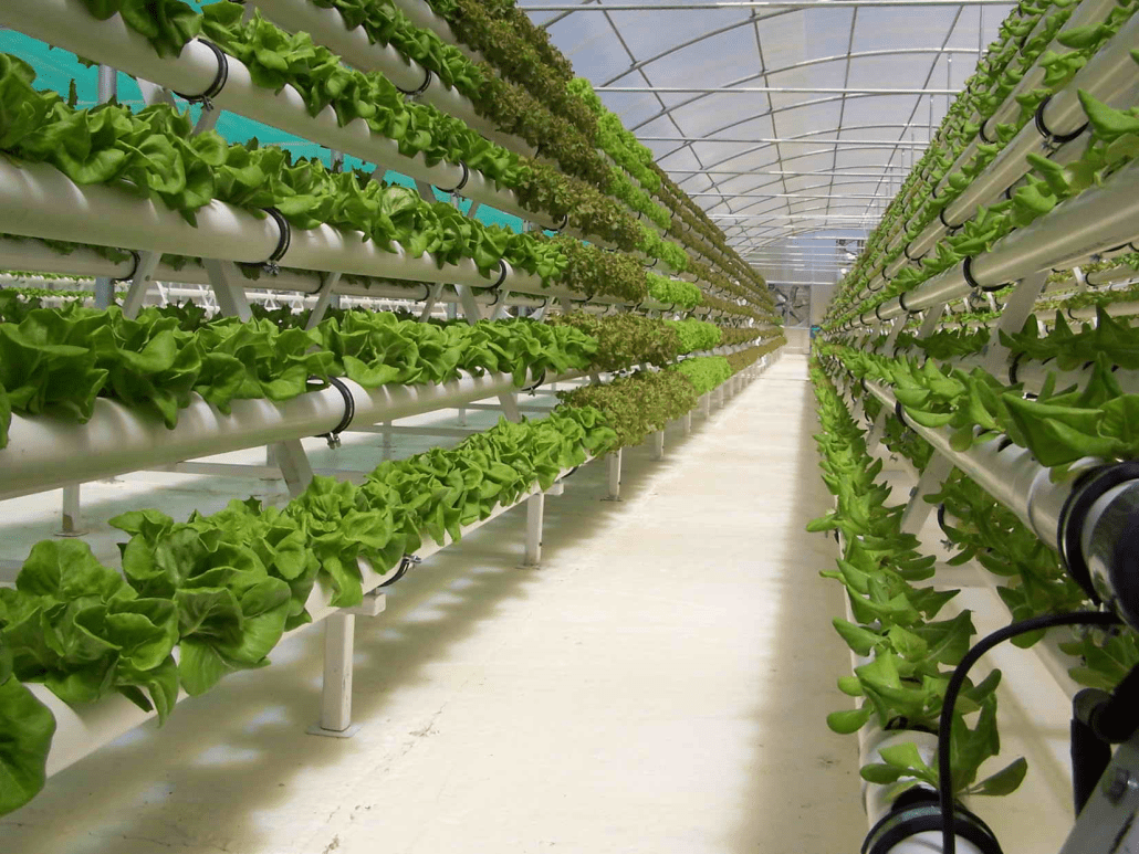 Hydroponics Indoor Farms Fields Lines