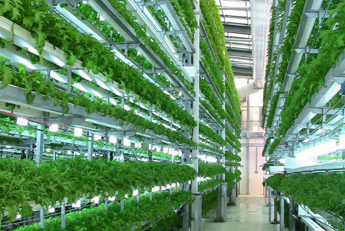 Hydroponics Indoor Farms Fields Vertical Rows