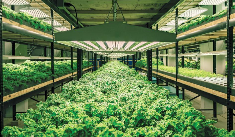 Indoor Farms For Better Quality Food Productions
