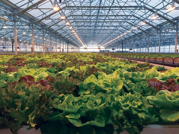 Indoor Farms For Better Quality Food Products