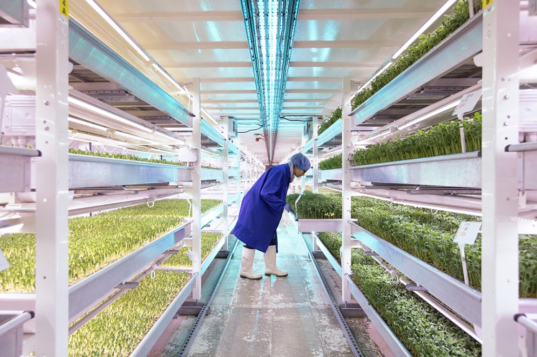Indoor Hydroponics Farms For Better Quality Food Production Lines